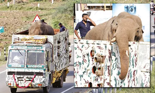 நெல்லை: கோதையாறு வனப்பகுதியில் விடப்பட்ட அரிக்கொம்பன் யானை நெல்லை: கோதையாறு வனப்பகுதியில் விடப்பட்ட அரிக்கொம்பன் யானை