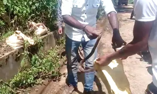 கோத்தகிரியில் காயமடைந்த சாரைப்பாம்புக்கு சிகிச்சை