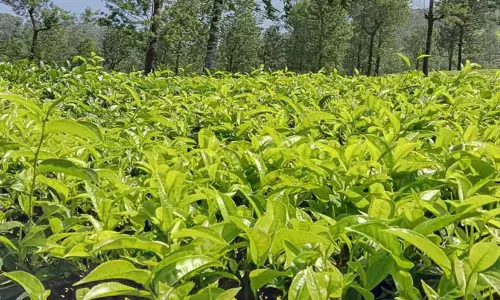 பச்சை தேயிலைக்கு உரிய விலை கிடைக்க நடவடிக்கை -ஆலோசனை கூட்டத்தில் தீர்மானம்