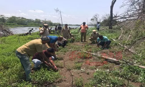 மசினகுடியில் காட்டுத்தீ பரவிய இடங்களில் 1,500 மூங்கில் நாற்றுகள் நடும் பணி -வனத்துறையினர் நடவடிக்கை
