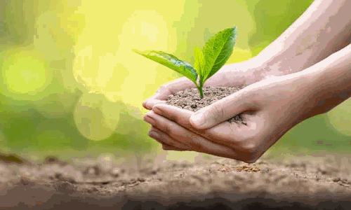 மரக்கன்றுகள் நடும் நிகழ்ச்சி மரக்கன்றுகள் நடும் நிகழ்ச்சி