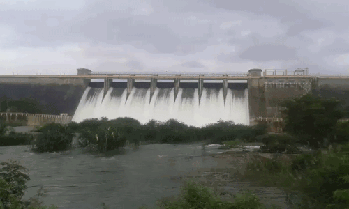 மணிமுத்தாறு அணையில் இருந்து பாசனத்துக்கு தண்ணீர் திறக்க கோரிக்கை மணிமுத்தாறு அணையில் இருந்து பாசனத்துக்கு தண்ணீர் திறக்க கோரிக்கை