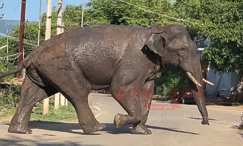 புதிய வாழ்விடத்தை தேடும் அரிக்கொம்பன் புதிய வாழ்விடத்தை தேடும் அரிக்கொம்பன்