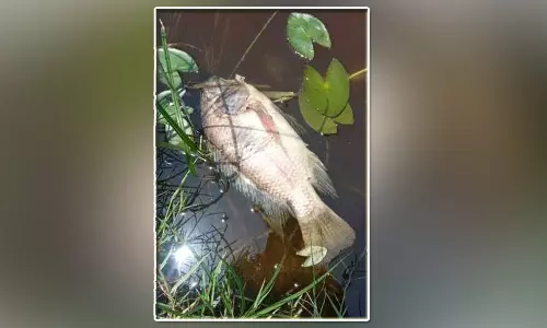 ஏரியில் செத்து மிதந்த மீன்கள்