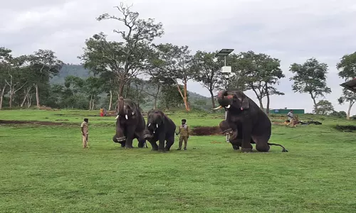 முதுமலையில் வளர்ப்பு யானைகளுக்கு கும்கி பயிற்சி-வனத்துறையினர் தகவல்