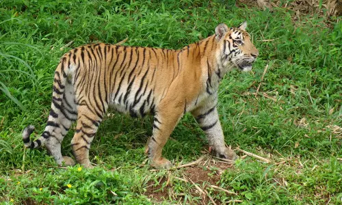 மங்களூரு பிலிகுலா உயிரியல் பூங்காவில் பெண் புலி சாவு