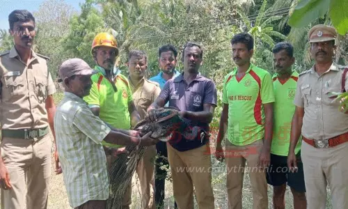 கிணற்றில் தவறி விழுந்த மயில் உயிருடன் மீட்பு கிணற்றில் தவறி விழுந்த மயில் உயிருடன் மீட்பு