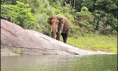 அழகிய இயற்கை சூழலில் அரிக்கொம்பன் யானை -வனத்துறை தகவல்