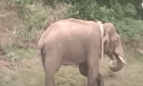 அமைதி நிலைக்கு மாறிய அரிக்கொம்பன்.. ஸ்டைலாக புல்லை கழுவி சாப்பிடும் காட்சிகள்.! அமைதி நிலைக்கு மாறிய அரிக்கொம்பன்.. ஸ்டைலாக புல்லை கழுவி சாப்பிடும் காட்சிகள்.!