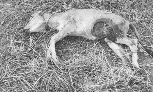 வெறி நாய்கள் கடித்து 2 கன்று குட்டிகள் செத்தன