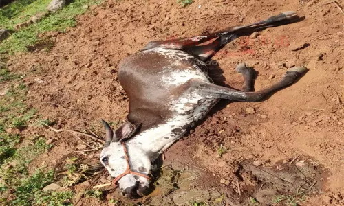 அஞ்செட்டி அருகே யூரியா கலந்த தண்ணீரை குடித்த 4 மாடுகள் செத்தன