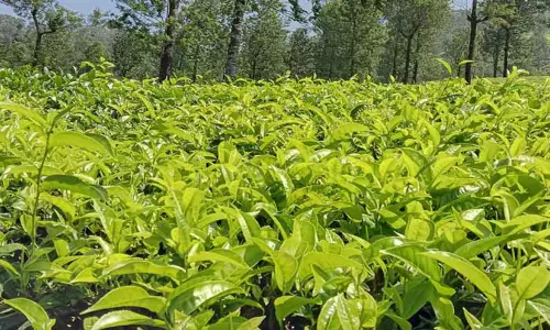 கூடலூர் பகுதியில் விளைச்சல் அதிகரிப்பு:சுழற்சி முறையில் பச்சை தேயிலை கொள்முதல் -விவசாயிகள் பாதிப்பு