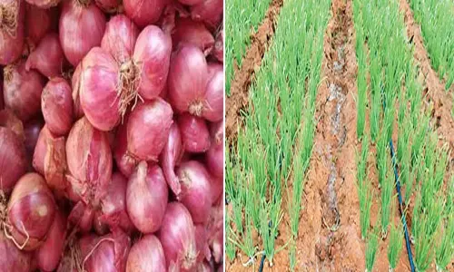 சின்ன வெங்காயம் சாகுபடியில் சிறந்து விளங்கும் தமிழ்நாடு சின்ன வெங்காயம் சாகுபடியில் சிறந்து விளங்கும் தமிழ்நாடு