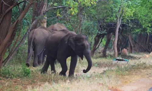 யானைகள் நடமாட்டம் அதிகரிப்பால் வாகனங்களை கவனமாக இயக்க  எச்சரிக்கை