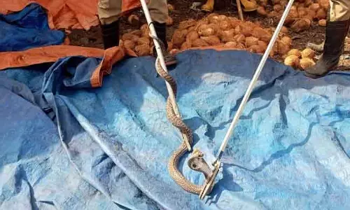 தேங்காய் குடோனுக்குள் புகுந்த பாம்பு