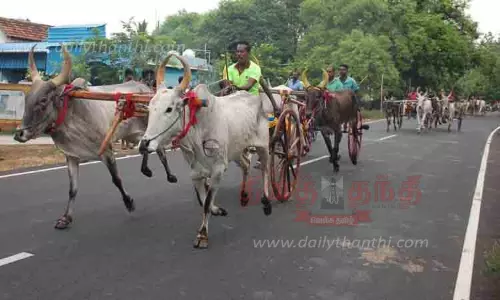 காரைக்குடி அருகே  கோவில் திருவிழாவையொட்டி மாட்டு வண்டி பந்தயம்