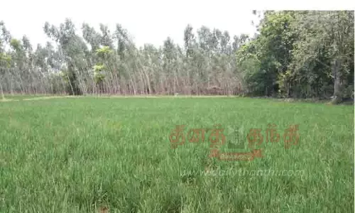 பசுமையாக காட்சியளிக்கும் நெற்பயிர்கள்