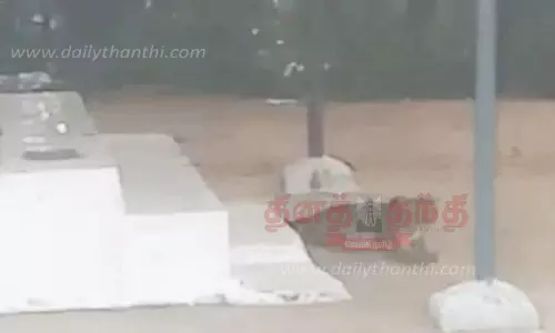 மாஞ்சோலையில் கோவில் முன் படுத்திருந்த சிறுத்தை மாஞ்சோலையில் கோவில் முன் படுத்திருந்த சிறுத்தை