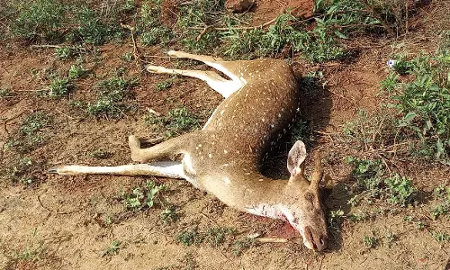 நாய்கள் கடித்து புள்ளி மான் செத்தது