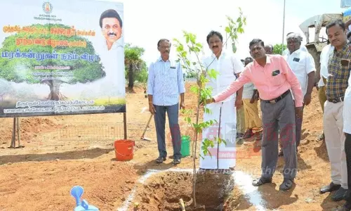 நெல்லையில் 12 ஆயிரம் மரக்கன்றுகள் நடும் பணி நெல்லையில் 12 ஆயிரம் மரக்கன்றுகள் நடும் பணி