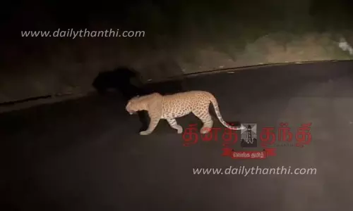 திம்பம் மலைப்பாதையில் நடமாடிய சிறுத்தைப்புலி - வாகன ஓட்டிகள் அச்சம்