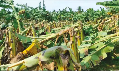 சுழன்றடித்த சூறைக்காற்று: 1,600 ஏக்கர் வாழை, நெற்பயிர்கள் சேதம் சுழன்றடித்த சூறைக்காற்று: 1,600 ஏக்கர் வாழை, நெற்பயிர்கள் சேதம்