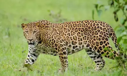 காட்டு பன்றிகள் தாக்கியதில் செத்தது, மக்களை அச்சுறுத்தும் சிறுத்தை... காட்டு பன்றிகள் தாக்கியதில் செத்தது, மக்களை அச்சுறுத்தும் சிறுத்தை...