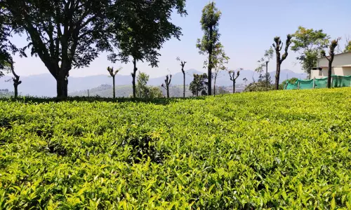 கோத்தகிரி பகுதியில் பச்சை தேயிலை சாகுபடி அதிகரிப்பு-கொள்முதல் விலை குறைவால் விவசாயிகள் கவலை