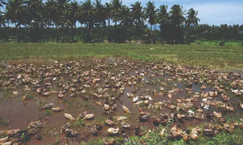 நெல் அறுவடை செய்த நிலங்களை வளமாக்கும் வாத்துகள்