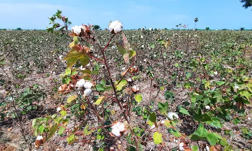 செடிகளில் காய்த்து வீணாகும் பருத்தி பஞ்சுகள்
