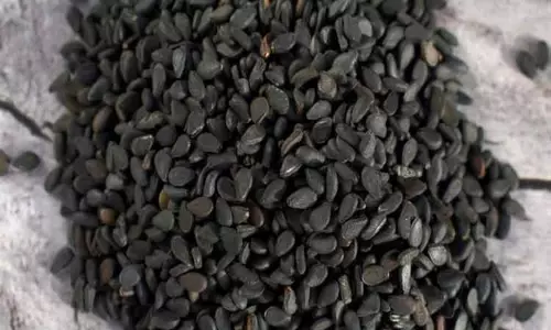 சிவகிரி ஒழுங்குமுறை விற்பனைக்கூடத்தில் ரூ.87½ லட்சத்துக்கு எள் ஏலம்