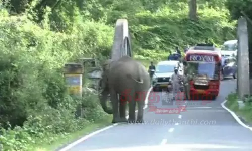 வாகனங்களை வழிமறித்த காட்டு யானை