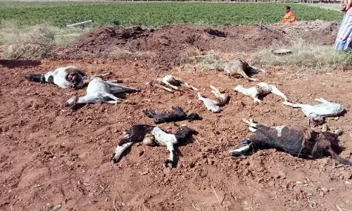 வெறிநாய்கள் கடித்து குதறியதில்20 ஆடுகள், கன்றுக்குட்டி செத்தது