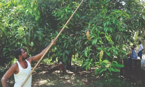 மரத்தில் பறித்தவுடன் விற்கப்படும் ரசாயன கலப்பில்லாத மாம்பழங்கள்