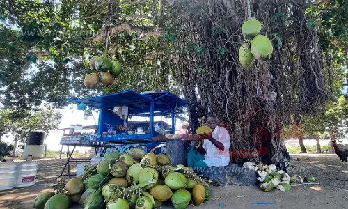 இளநீர் விற்பனை படுஜோர்