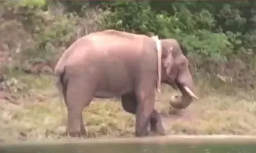 அரிக்கொம்பன் யானை கன்னியாகுமரிக்குள் நுழைய வாய்ப்பு? - மக்கள் அச்சப்பட வேண்டாம் என வனத்துறை தகவல் அரிக்கொம்பன் யானை கன்னியாகுமரிக்குள் நுழைய வாய்ப்பு? - மக்கள் அச்சப்பட வேண்டாம் என வனத்துறை தகவல்