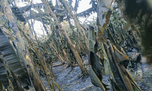 தோட்டத்தில் தீ விபத்து; 5 ஆயிரம் வாழைகள் சேதம் தோட்டத்தில் தீ விபத்து; 5 ஆயிரம் வாழைகள் சேதம்