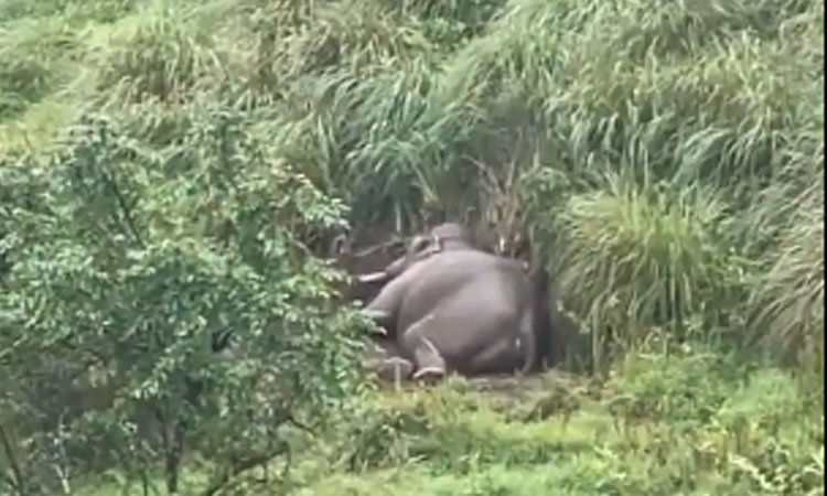 கோதையாறு வனப்பகுதியில் விடப்பட்ட அரிசி கொம்பன் யானை  தூங்கும் வீடியோ காட்சி வெளியீடு