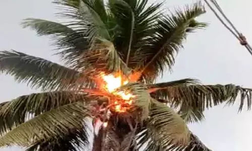 மின்னல் தாக்கி தென்னையில் தீ