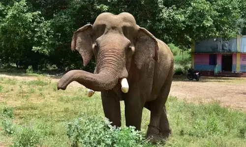 குமரி வனப்பகுதிக்கு வந்த அரிக்கொம்பன் யானை-வனத்துறையினர் தொடர்ந்து கண்காணிப்பு குமரி வனப்பகுதிக்கு வந்த அரிக்கொம்பன் யானை-வனத்துறையினர் தொடர்ந்து கண்காணிப்பு