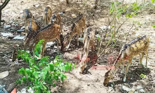 மான்களுக்கு பொதுமக்கள் உணவு பொருட்கள் வழங்குவதை தவிர்க்க நடவடிக்கை எடுக்க வேண்டும்
