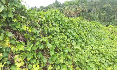 கோடை வெயிலின் தாக்கம் அதிகரிப்பு:மேரக்காய் விளைச்சல் பாதிப்பு-விவசாயிகள் கவலை