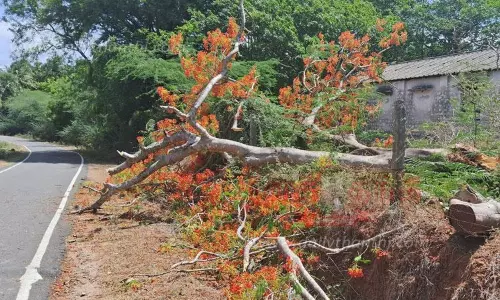 சாலையில் மரம் விழுந்து போக்குவரத்து பாதிப்பு