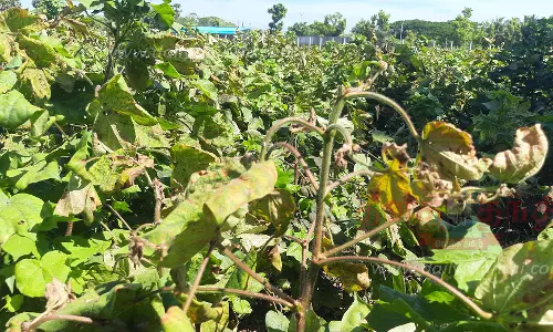 பருத்தி செடியில் சப்பாத்தி பூச்சி தாக்குதலால் மகசூல் குறைவு