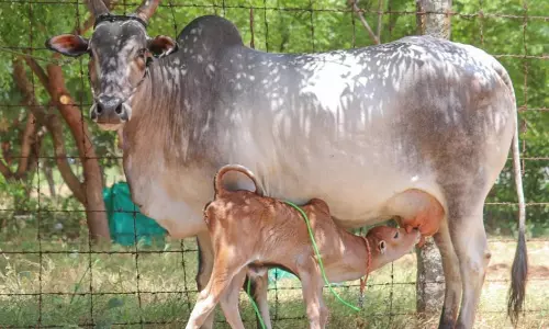 ரூ.21 லட்சத்துக்கு மாடுகள் விற்பனை