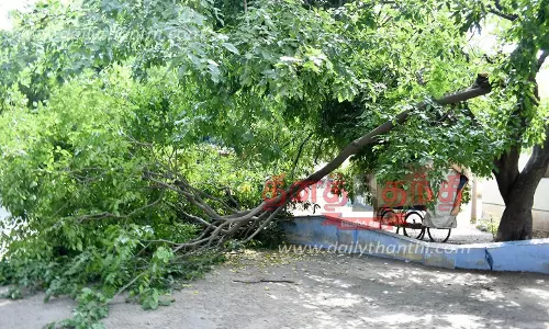 ஈரோடு தாலுகா அலுவலகத்தில் மரக்கிளை முறிந்து விழுந்ததால் பரபரப்பு ஈரோடு தாலுகா அலுவலகத்தில் மரக்கிளை முறிந்து விழுந்ததால் பரபரப்பு