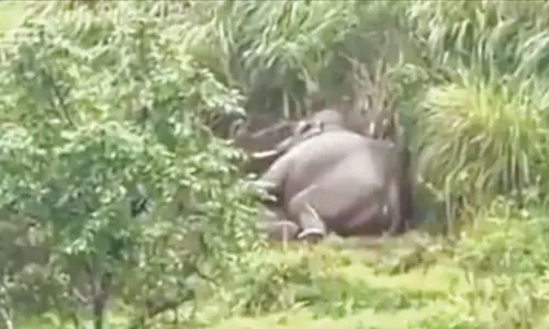 அயர்ந்து தூங்கும் அரிக்கொம்பன் யானை- சமூக வலைதளங்களில் வீடியோ பரவுகிறது