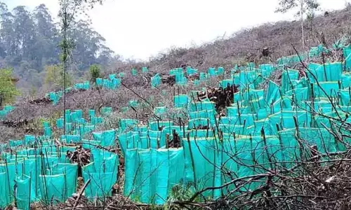 ராஜக்காபட்டி ஊராட்சியை பசுமை ஊராட்சியாக மாற்ற 10 ஆயிரம் மரக்கன்றுகள் நடவு