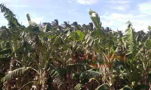 சூறாவளி காற்றில் வாழை இலைகள் சேதம்