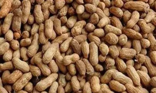 ரூ.1¼ லட்சத்திற்கு நிலக்கடலை ஏலம்